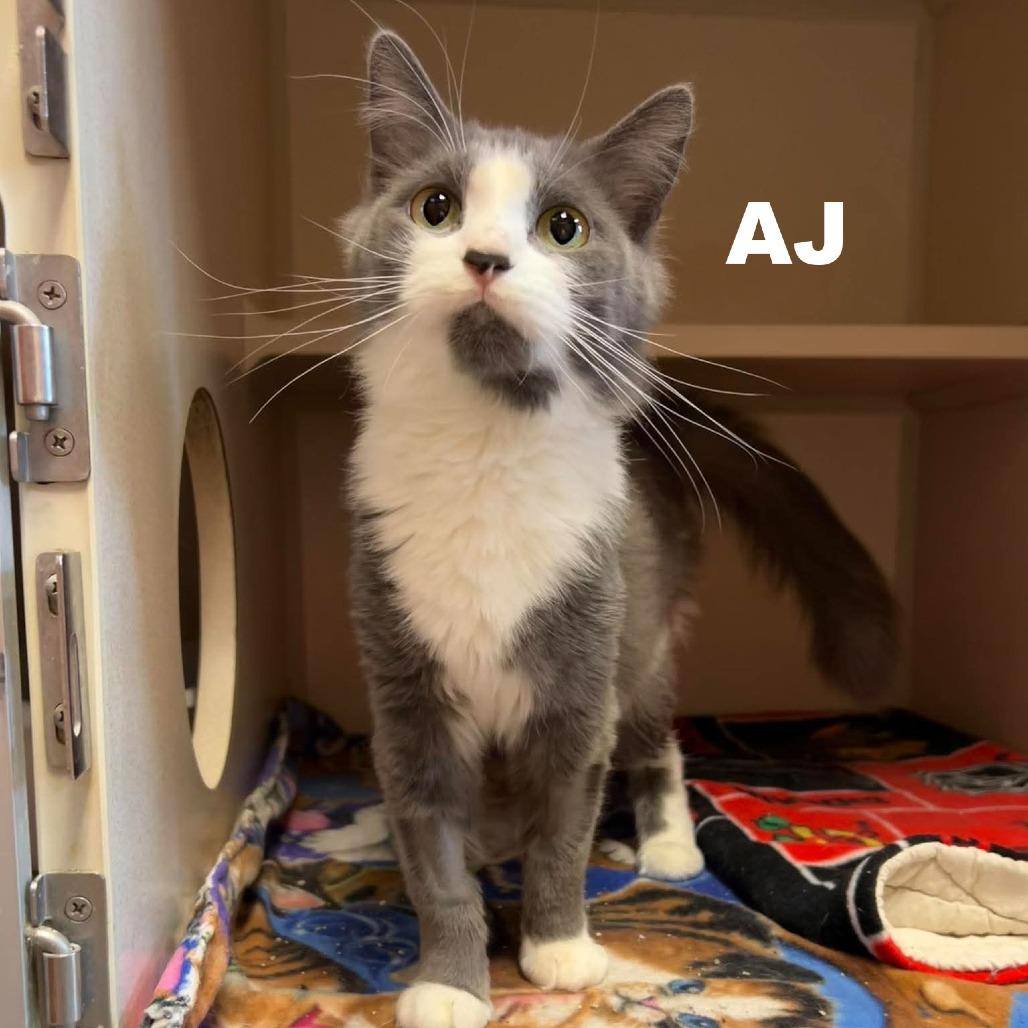 AJ 260657, Adoptable, Adult Female Domestic Medium Hair.