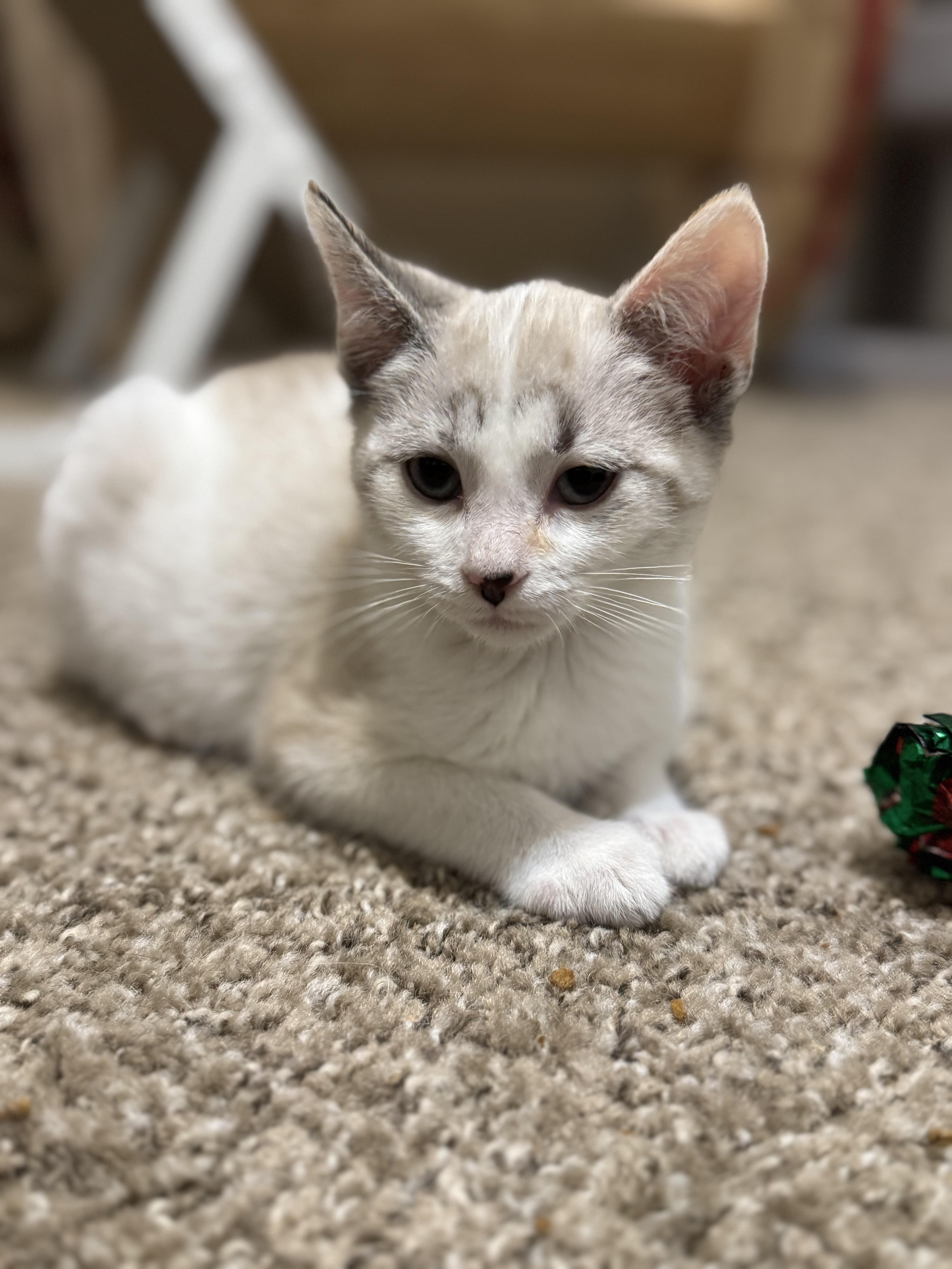 Eenie, Adoptable, Kitten Female Domestic Short Hair.