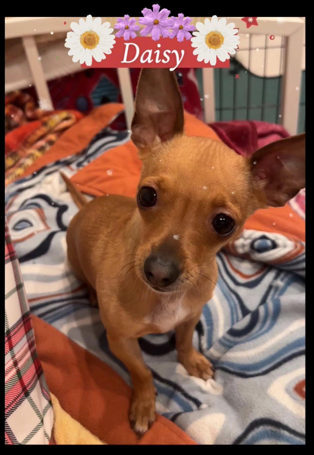 Enlarge Daisy, a ADOPTABLE Chihuahua in Saginaw, MI image 2/2