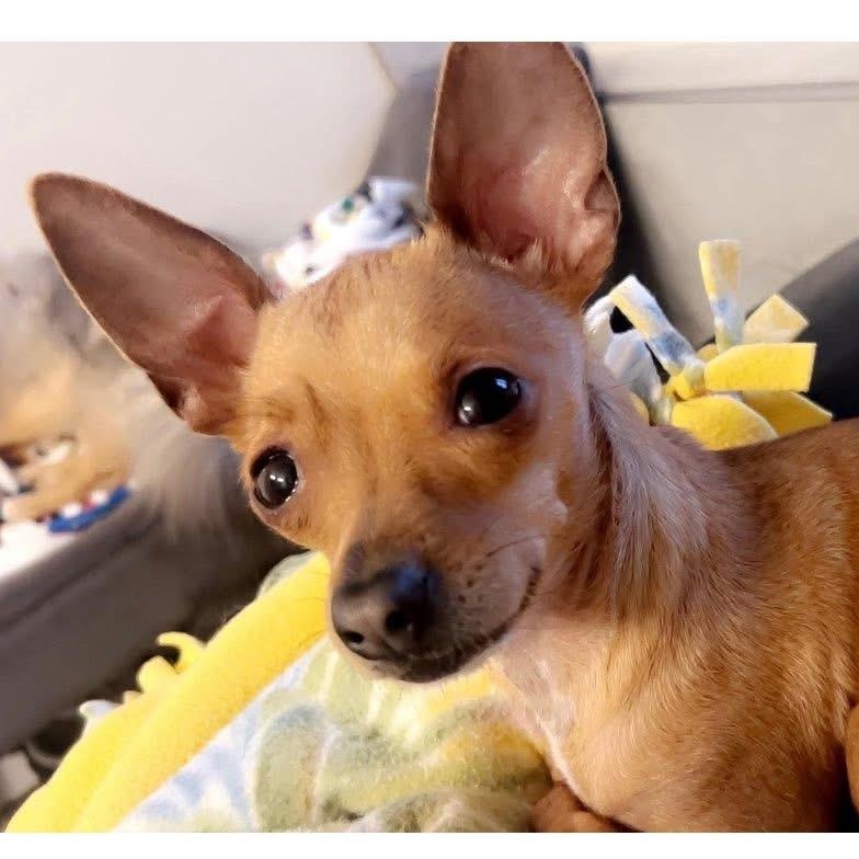 Enlarge Daisy, a ADOPTABLE Chihuahua in Saginaw, MI image 1/2