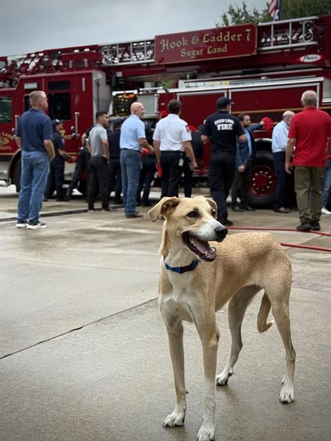 KYLIE, Adoptable, Young Female Great Pyrenees & Doberman Pinscher.