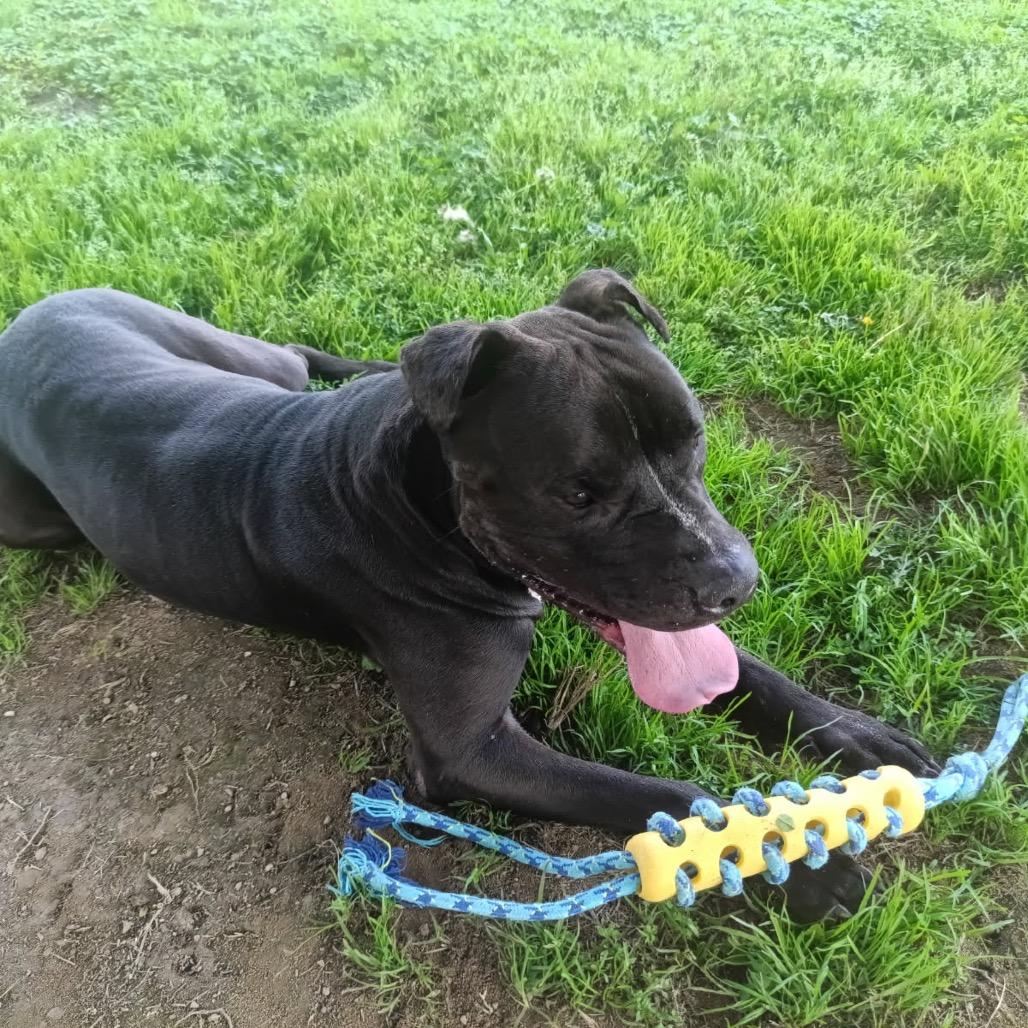 Enlarge Juice, a Adoptable Mixed Breed in Columbiana, AL image 1/6