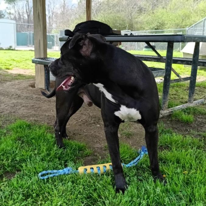 Enlarge Juice, a Adoptable Mixed Breed in Columbiana, AL image 2/6