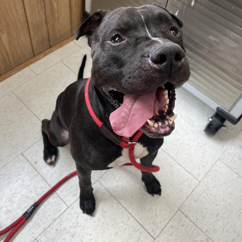 Enlarge Juice, a Adoptable Mixed Breed in Columbiana, AL image 2/6