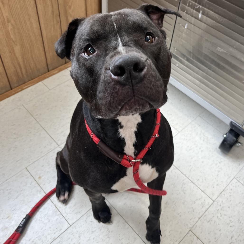 Enlarge Juice, a Adoptable Mixed Breed in Columbiana, AL image 3/6