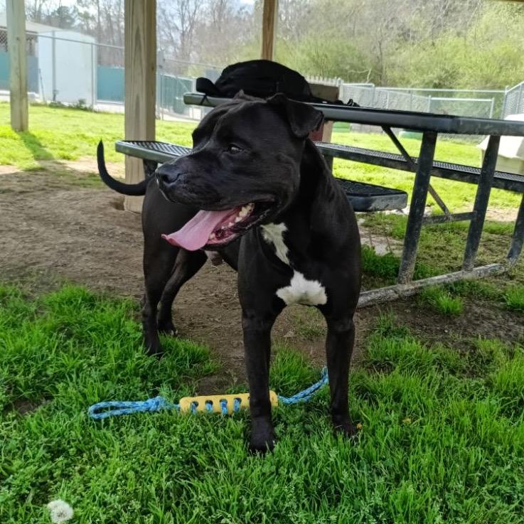 Enlarge Juice, a Adoptable Mixed Breed in Columbiana, AL image 4/6