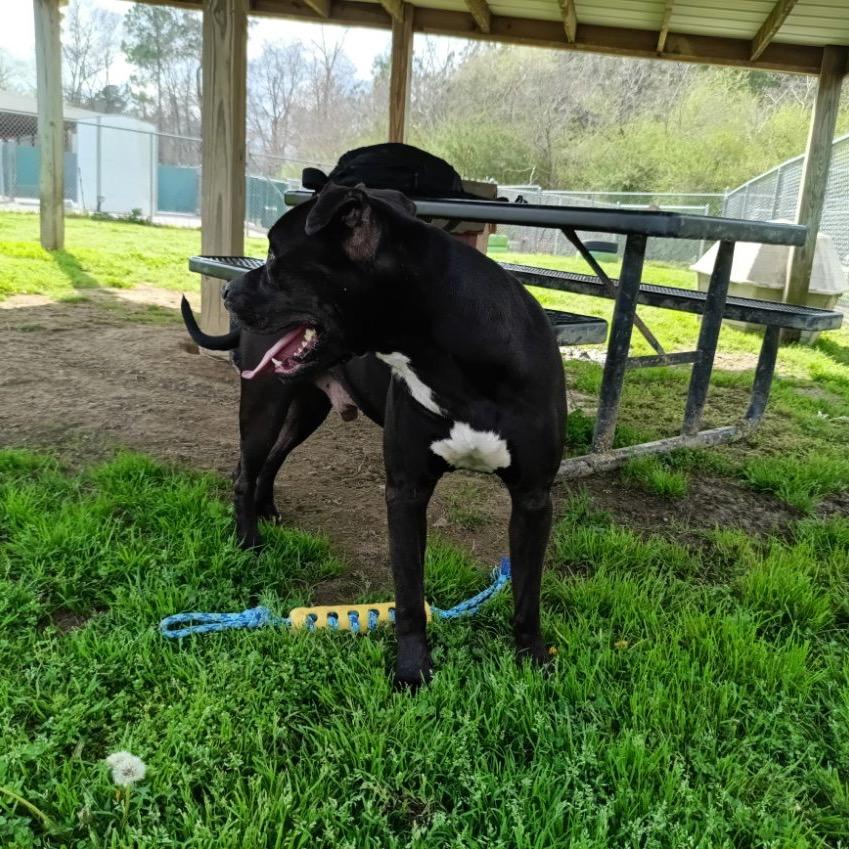 Enlarge Juice, a Adoptable Mixed Breed in Columbiana, AL image 6/6