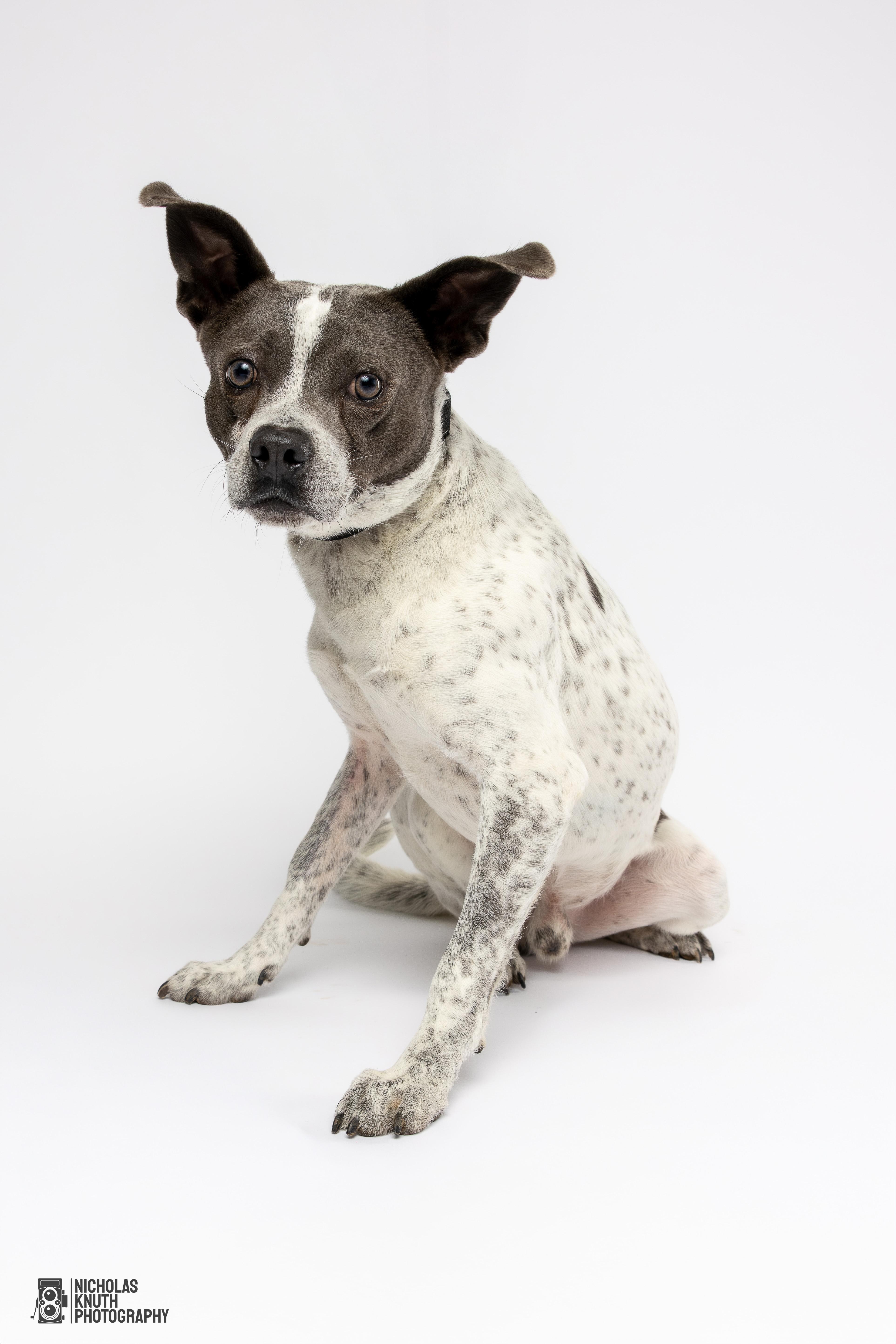 Koa, a Adoptable mixed breed in Palatine, IL image 2/5