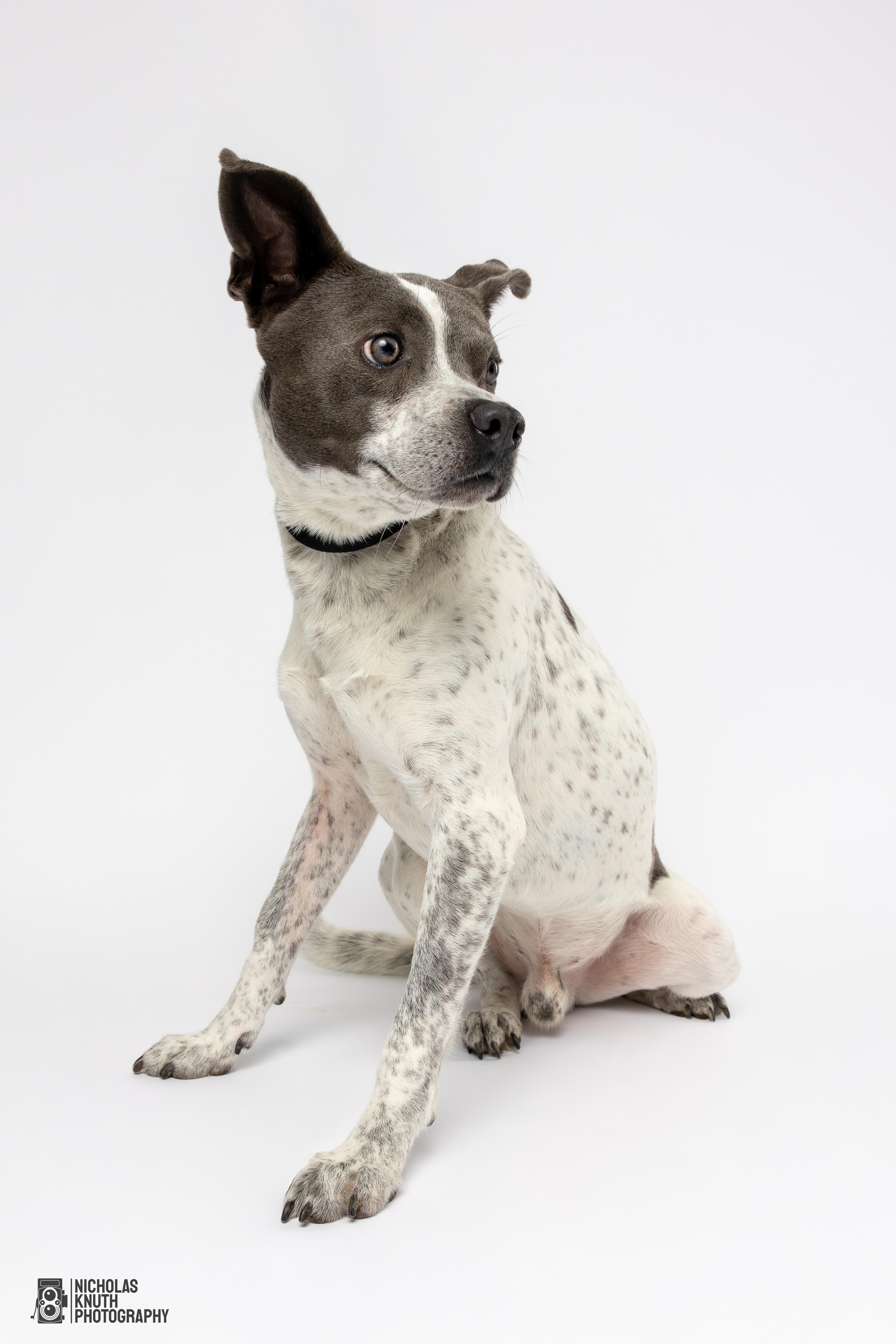 Koa, a Adoptable mixed breed in Palatine, IL image 3/5