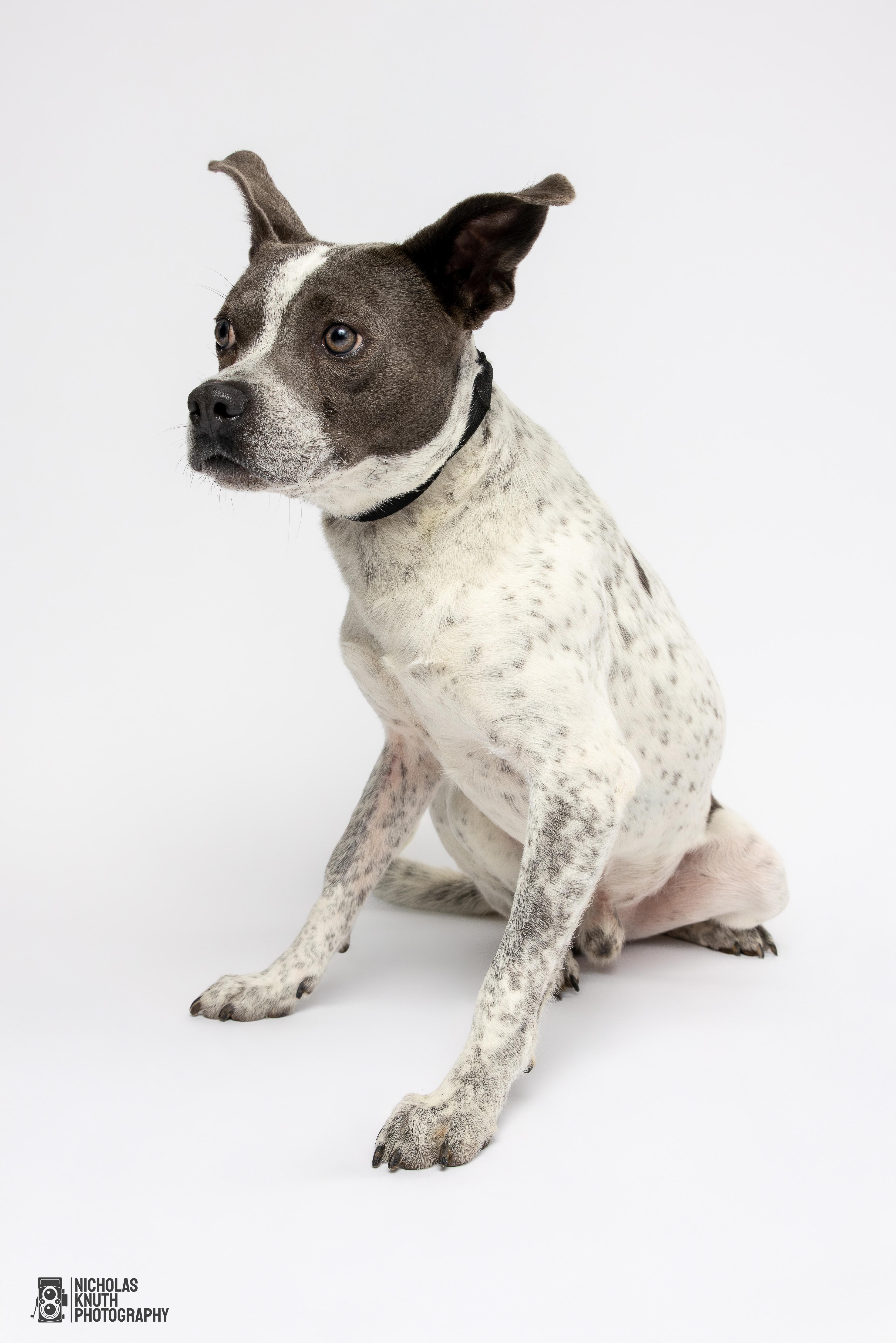 Koa, a Adoptable mixed breed in Palatine, IL image 4/5