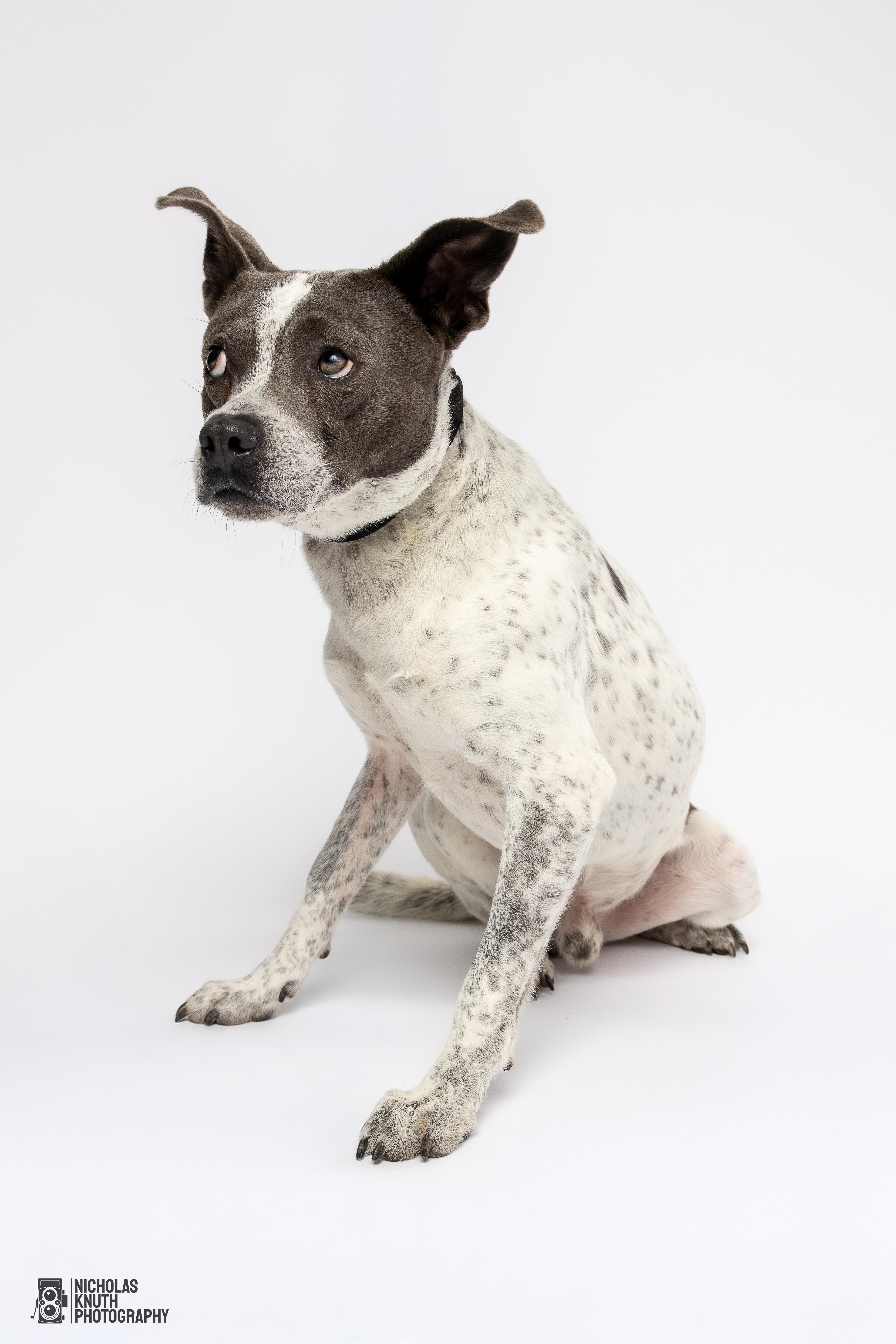 Koa, a Adoptable mixed breed in Palatine, IL image 5/5