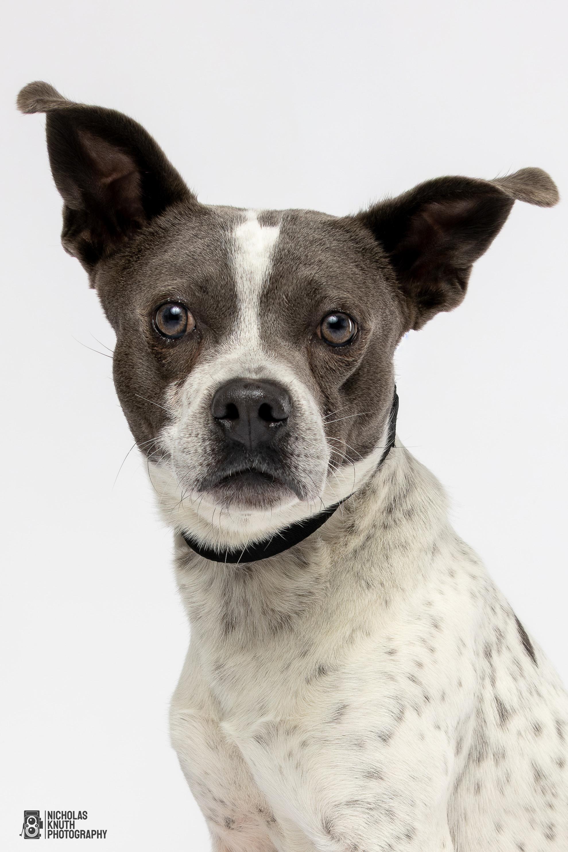 Koa, Adoptable, Young Male Pit Bull Terrier & Border Collie.