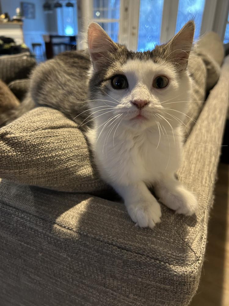 Princess Peach, Adoptable, Kitten Female Domestic Medium Hair.