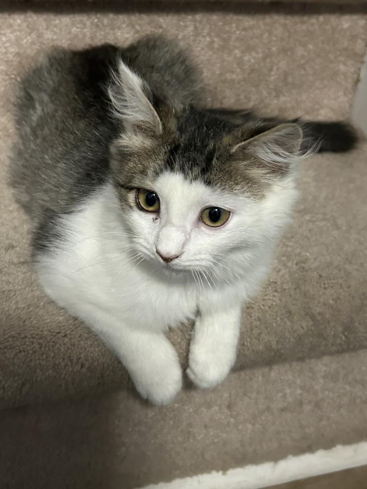 Enlarge Princess Peach, a Adoptable Domestic Medium Hair in Kannapolis, NC image 2/3