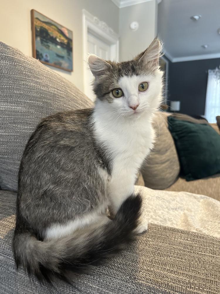Enlarge Princess Peach, a Adoptable Domestic Medium Hair in Kannapolis, NC image 3/3