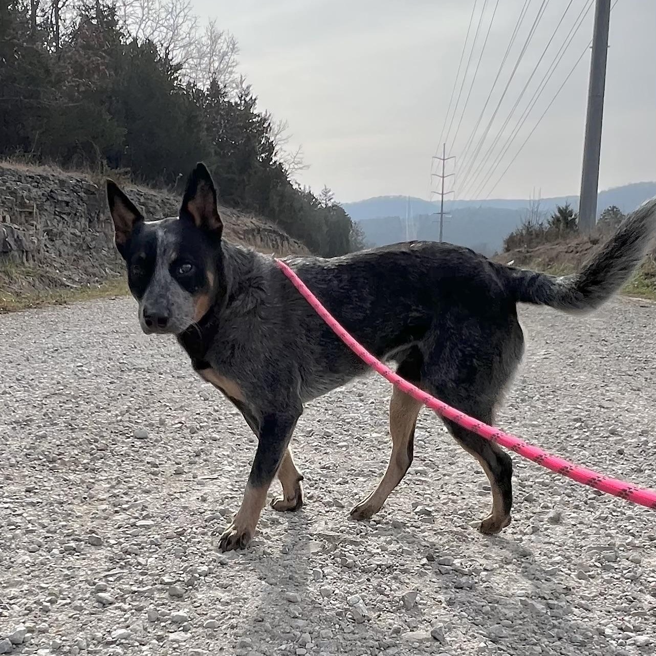New York, ADOPTABLE, Young Male Australian Cattle Dog / Blue Heeler.
