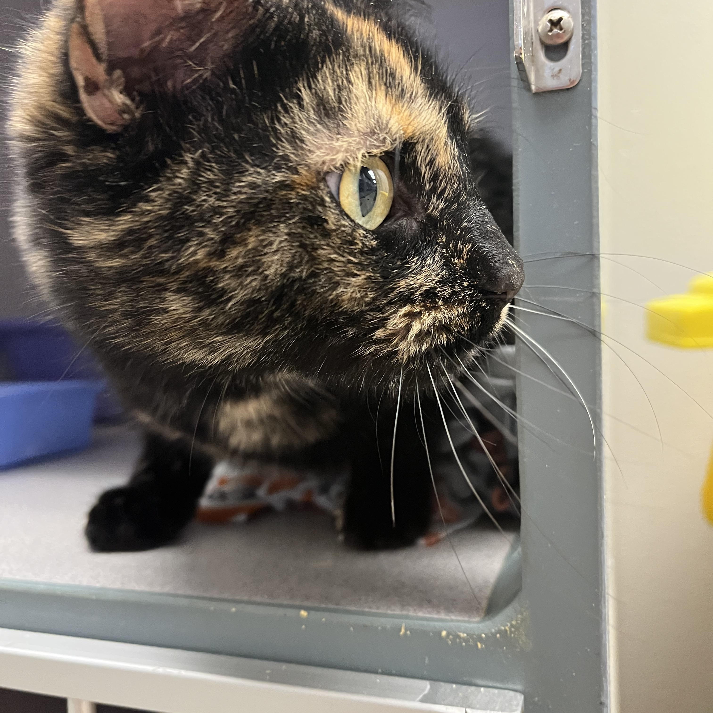 Galaxy — thumbnail 2