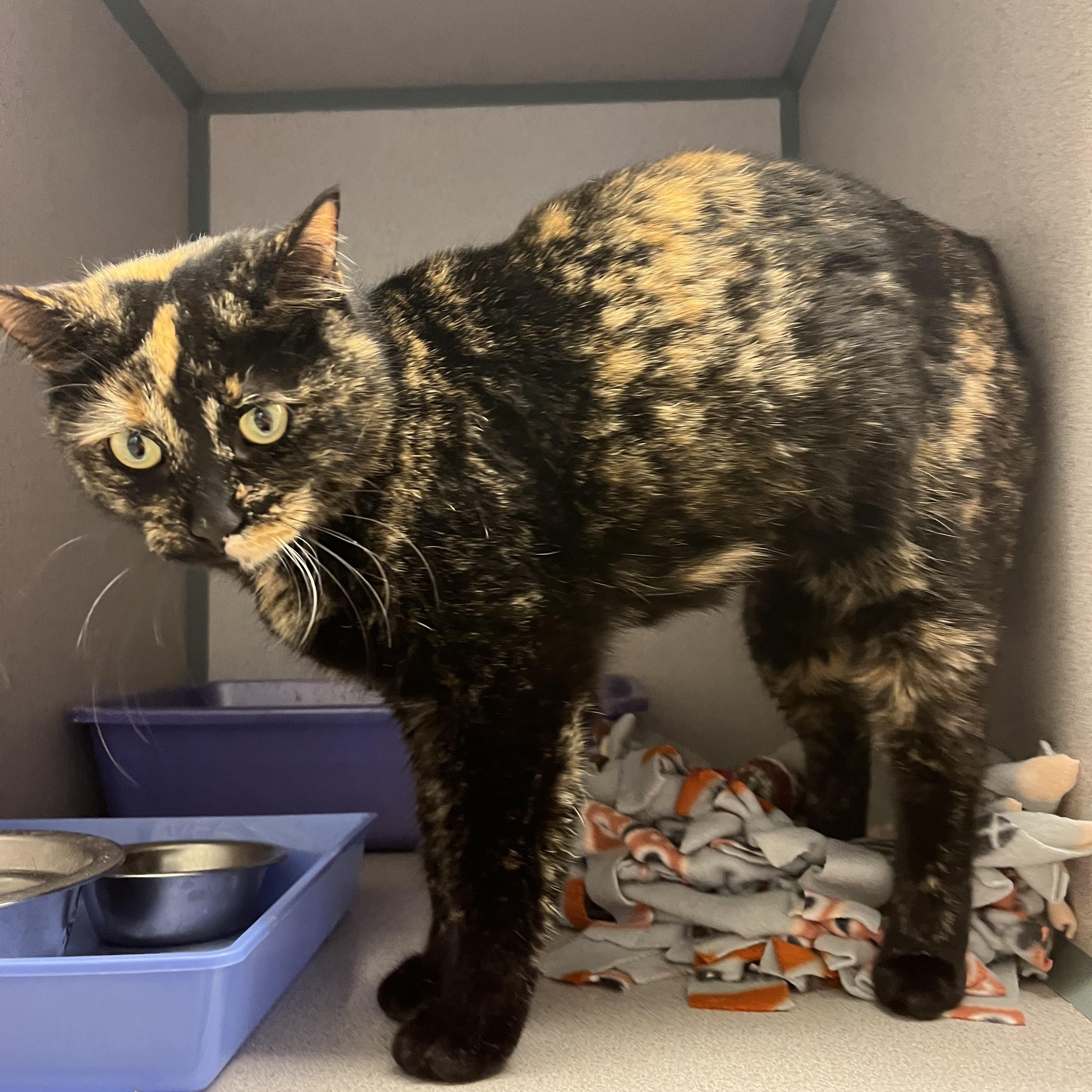 Galaxy — thumbnail 3