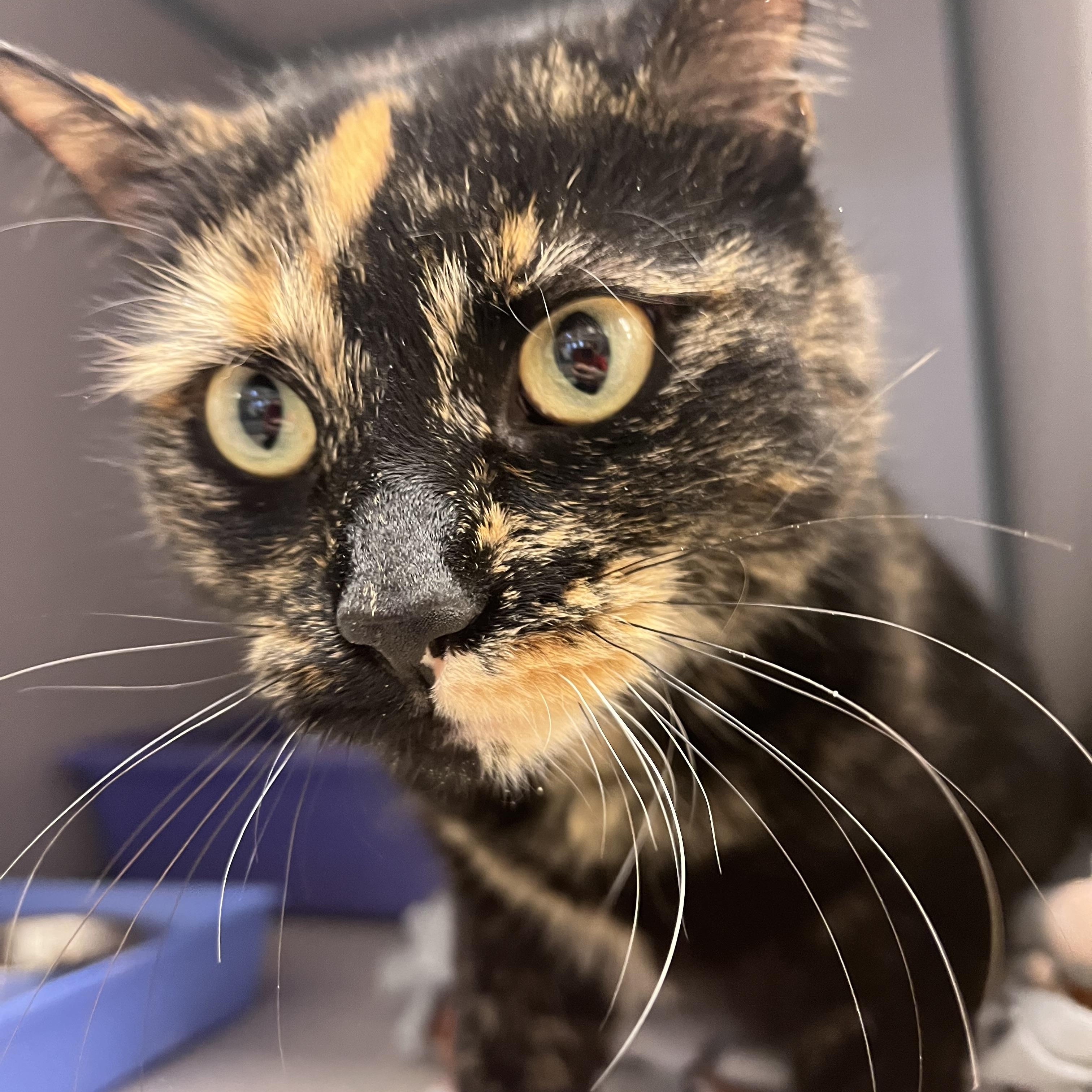 Galaxy — thumbnail 4