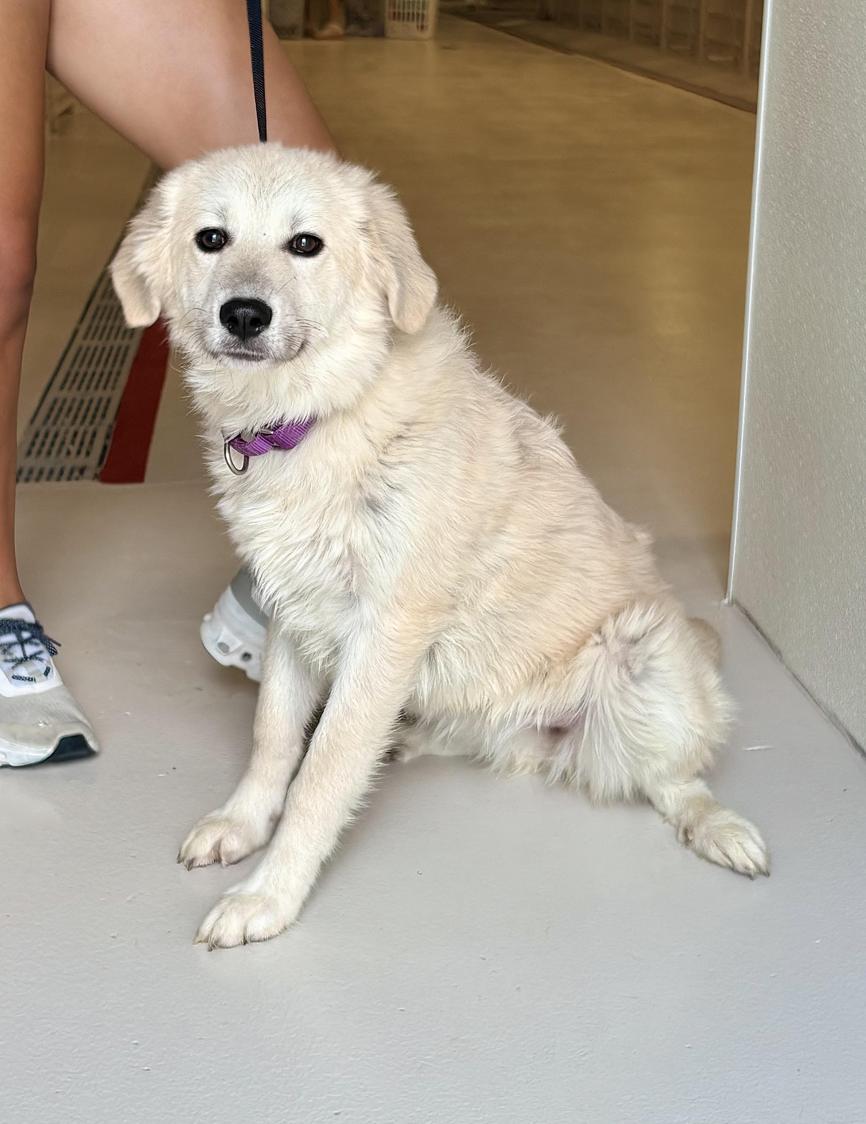Mitts, adopted, Young Female Great Pyrenees.