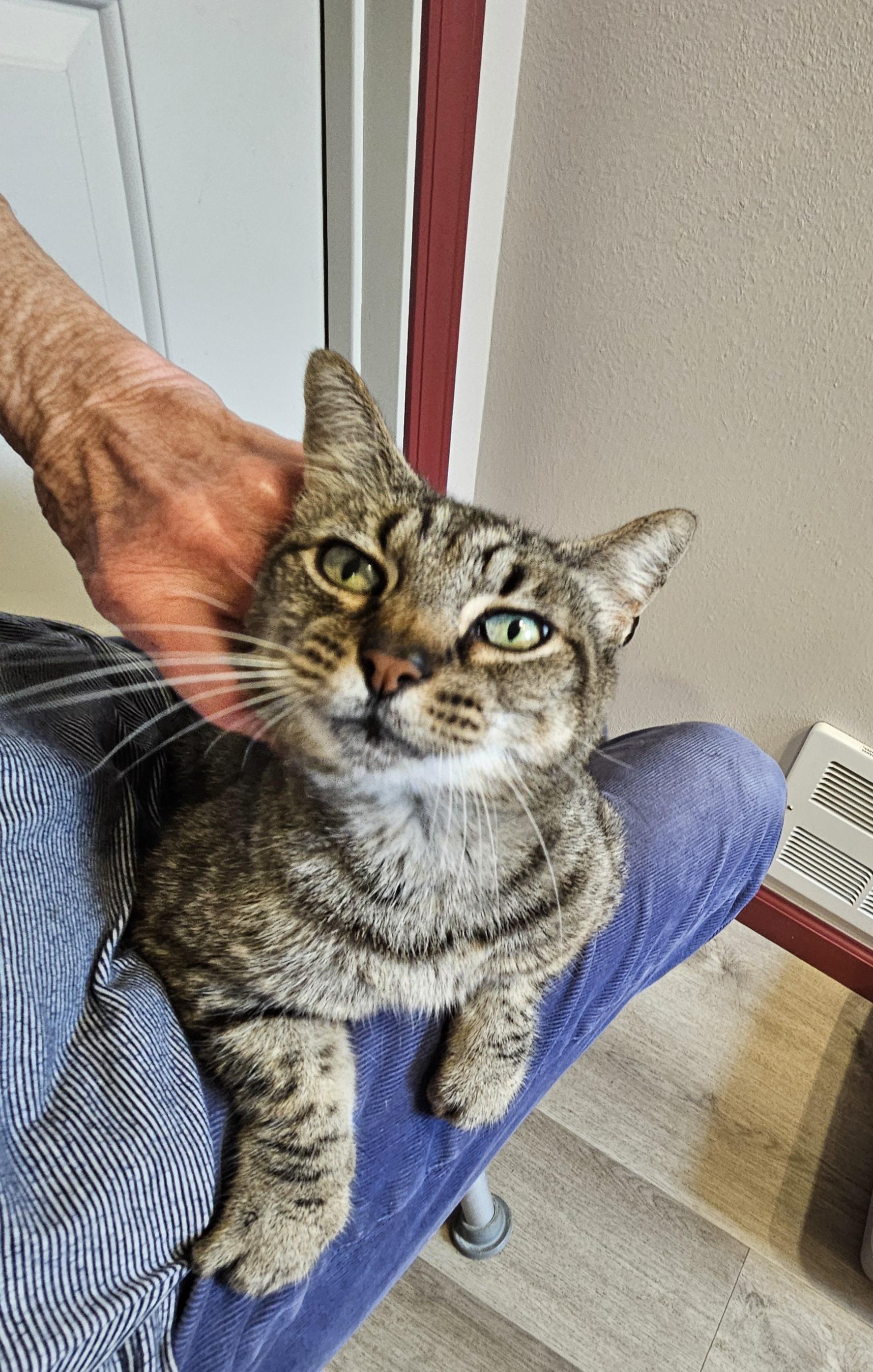 Spitzie, an adoptable American Shorthair, Domestic Short Hair in Coos Bay, OR, 97420 | Photo Image 1