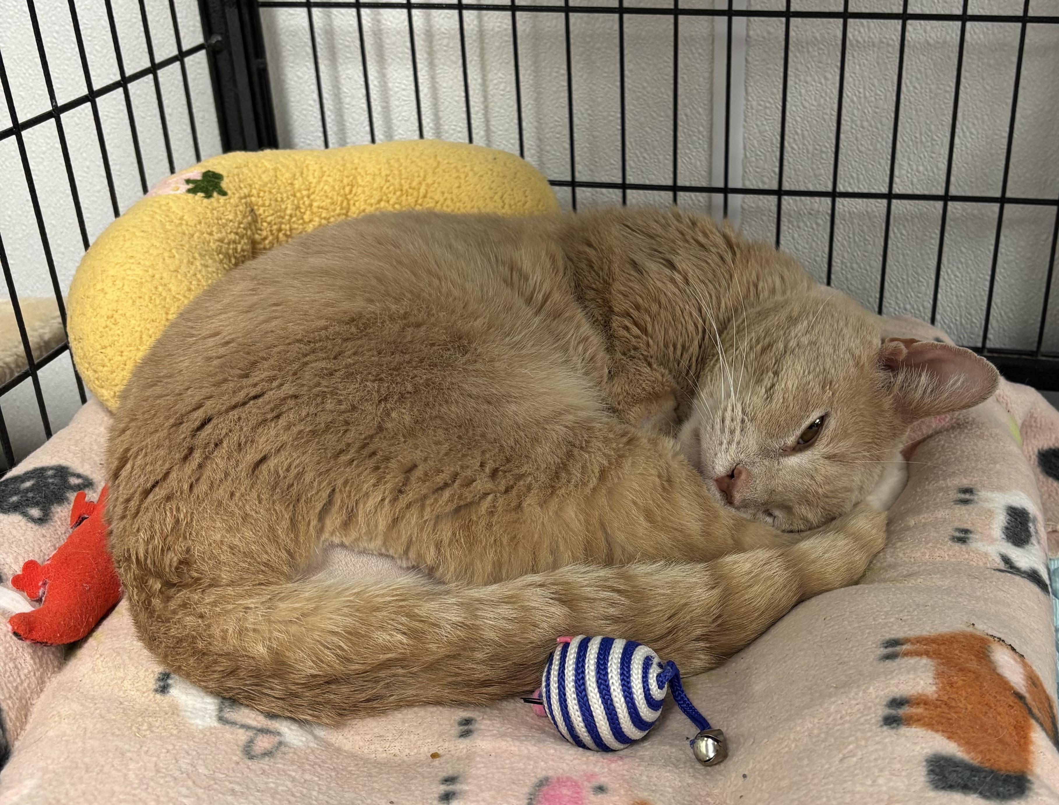 Grant, ADOPTABLE, Adult Male Domestic Short Hair.