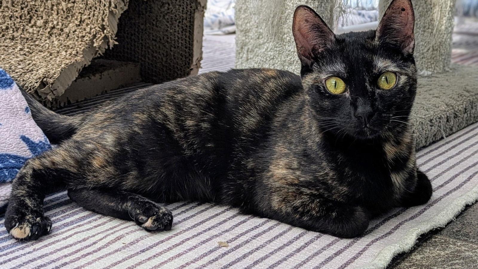 Pepper, a Adoptable Tortoiseshell image 1/3