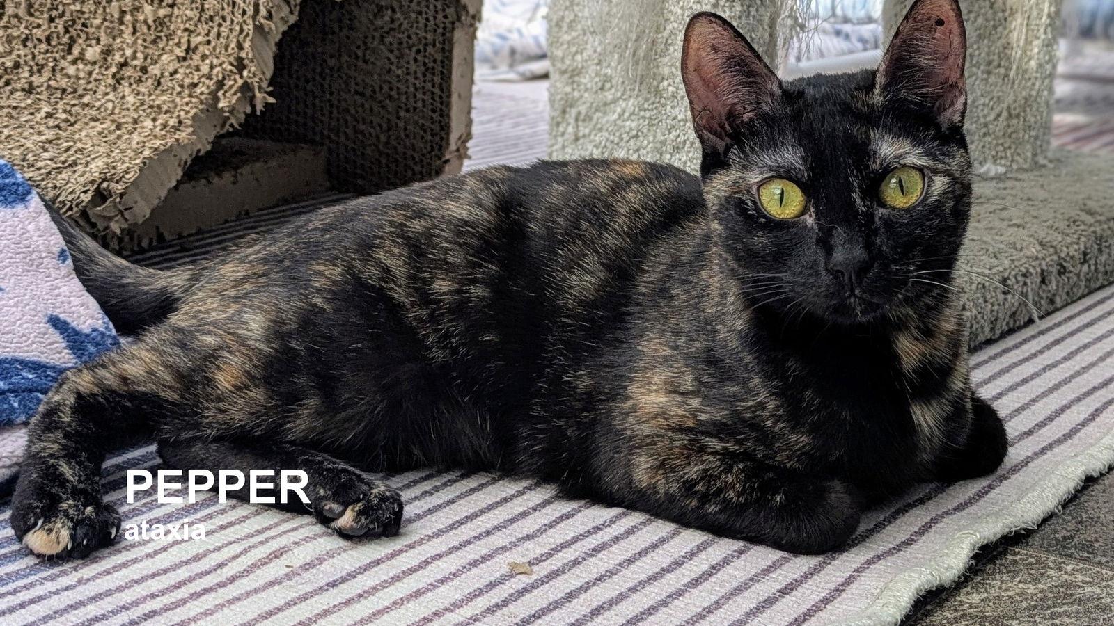Pepper, Adoptable, Young Female Tortoiseshell.