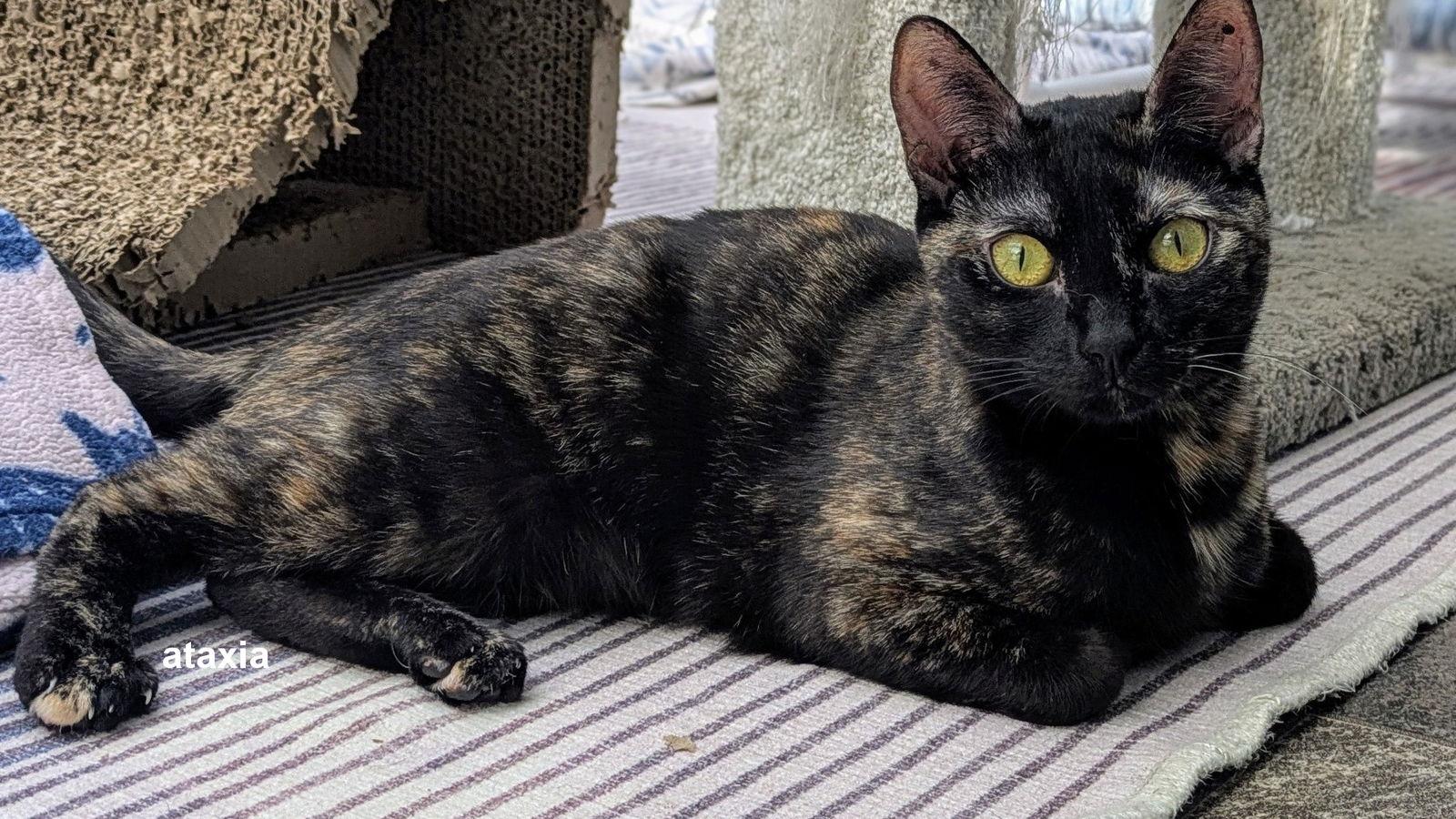 Pepper, a Adoptable Tortoiseshell image 3/3