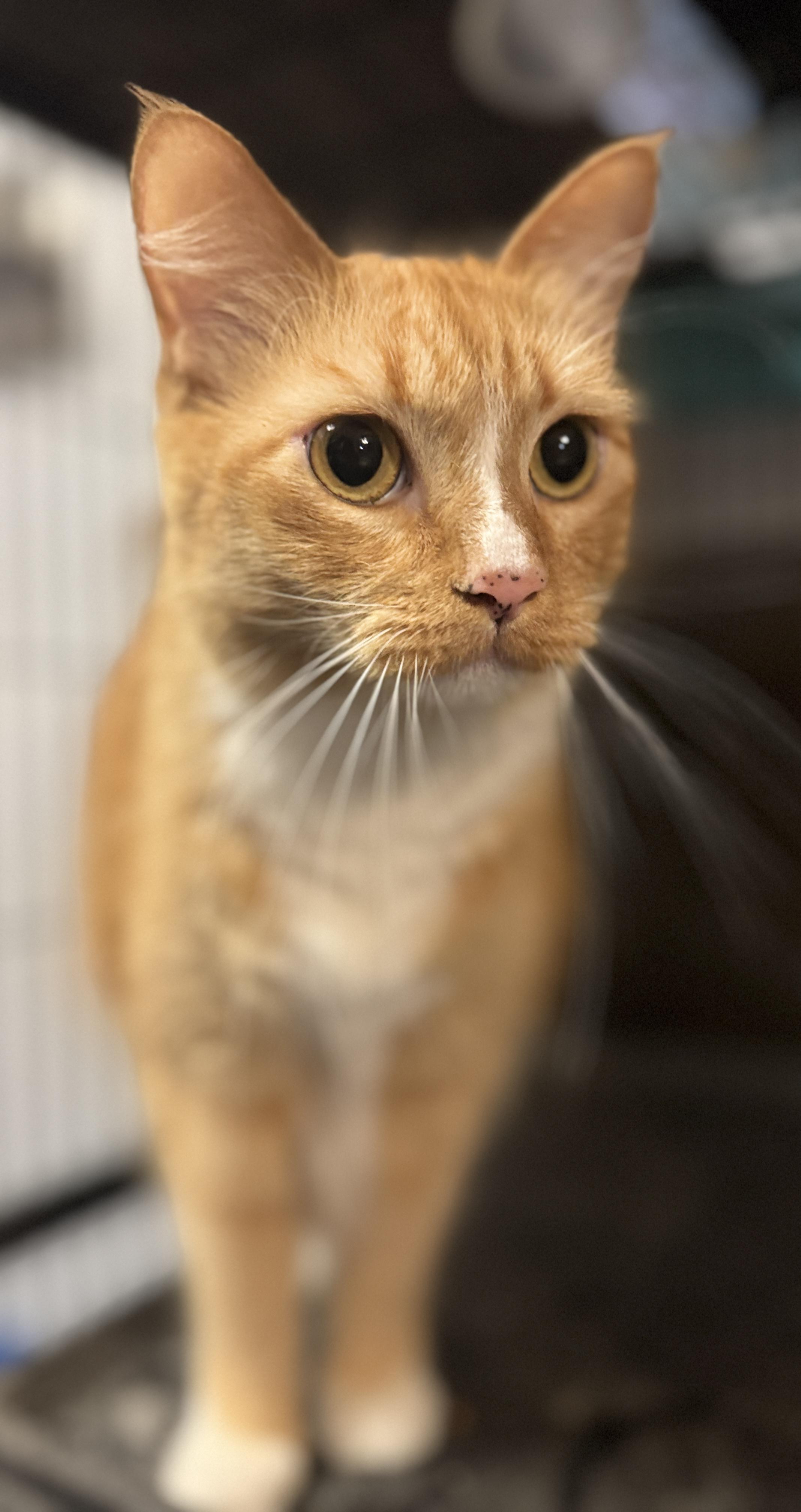 Cheddar, a ADOPTABLE mixed breed in Navarre, FL image 3/3