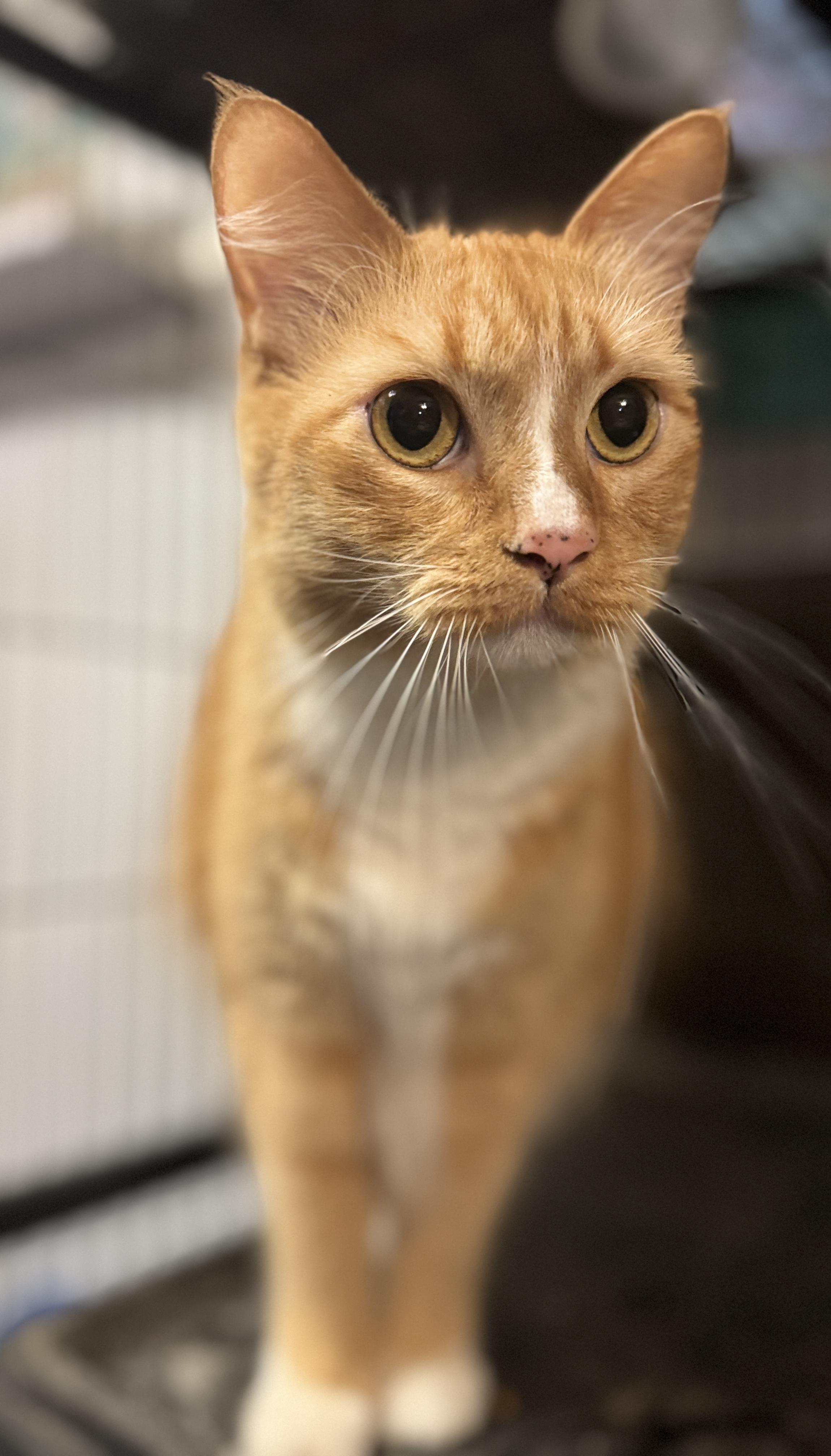 Cheddar, a ADOPTABLE mixed breed in Navarre, FL image 2/3