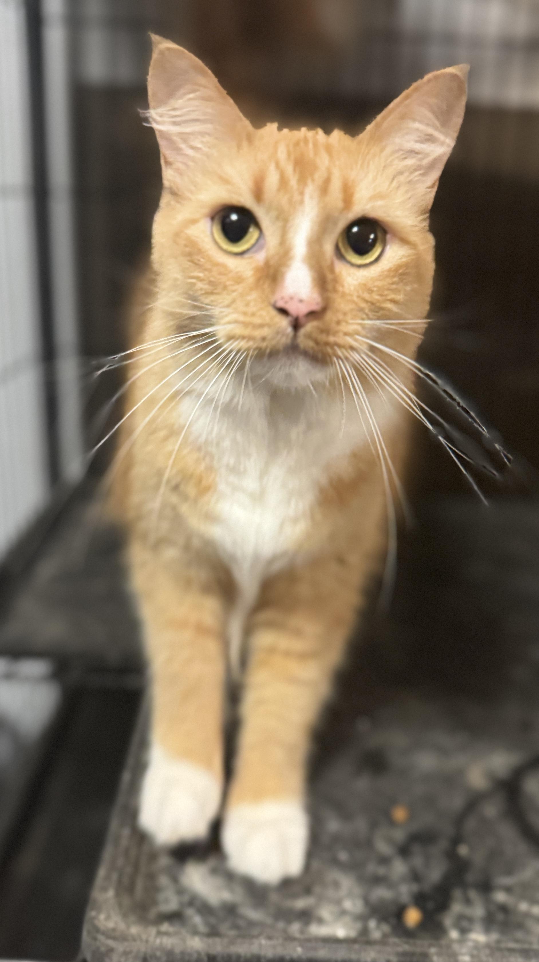 Cheddar, a ADOPTABLE mixed breed in Navarre, FL image 1/3