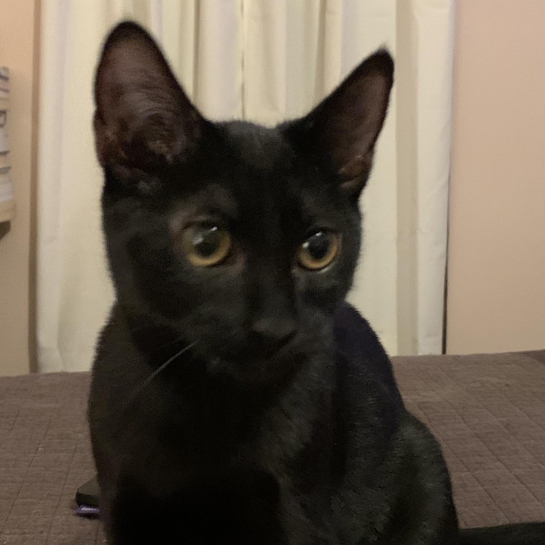 Mocha, Adoptable, Kitten Female Domestic Short Hair.