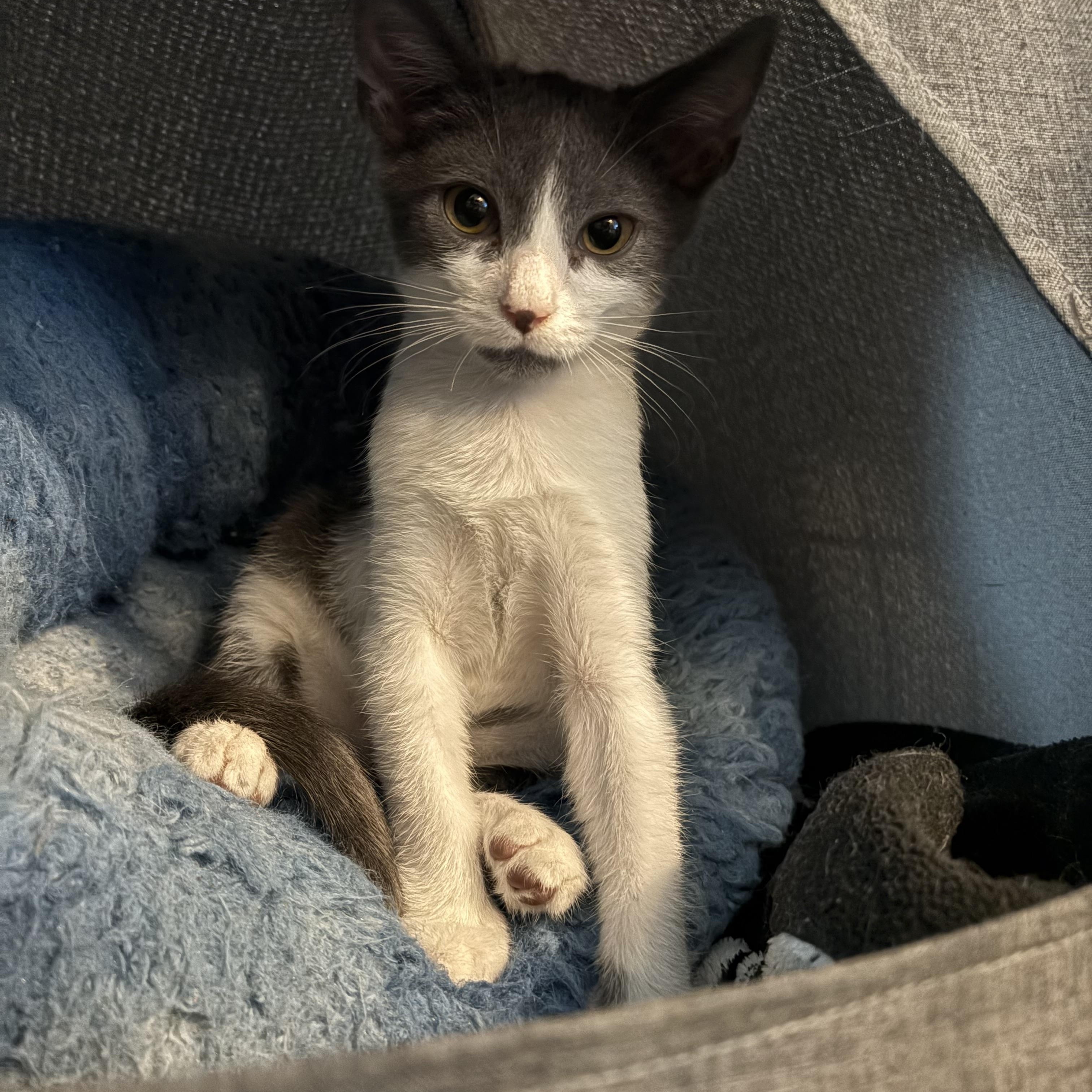 Kaiko