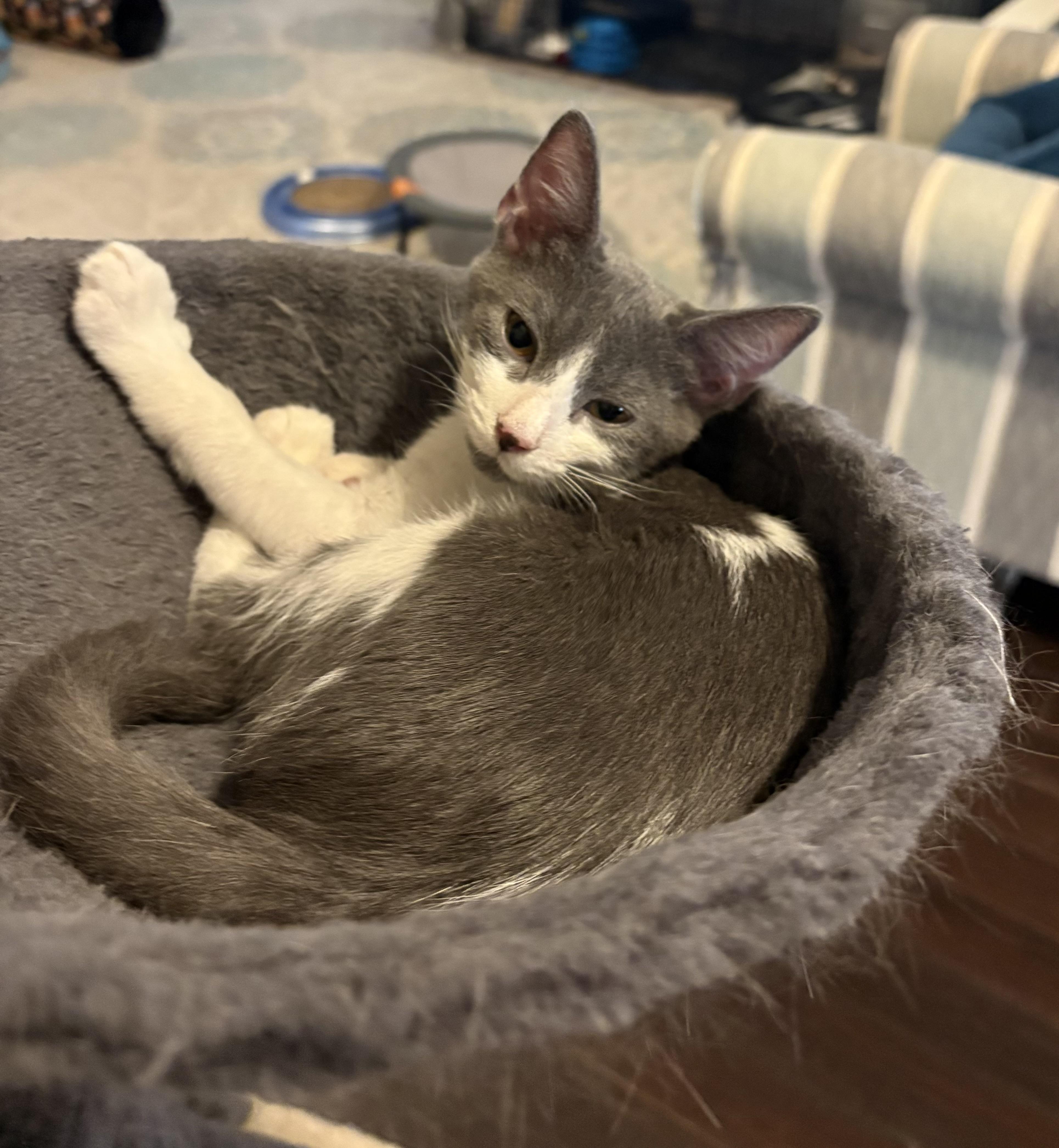 Kaiko