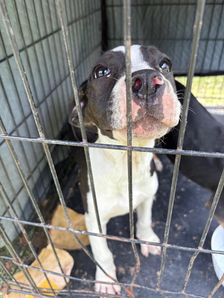 Enlarge Jill, a Adoptable mixed breed in Effingham, SC image 1/1