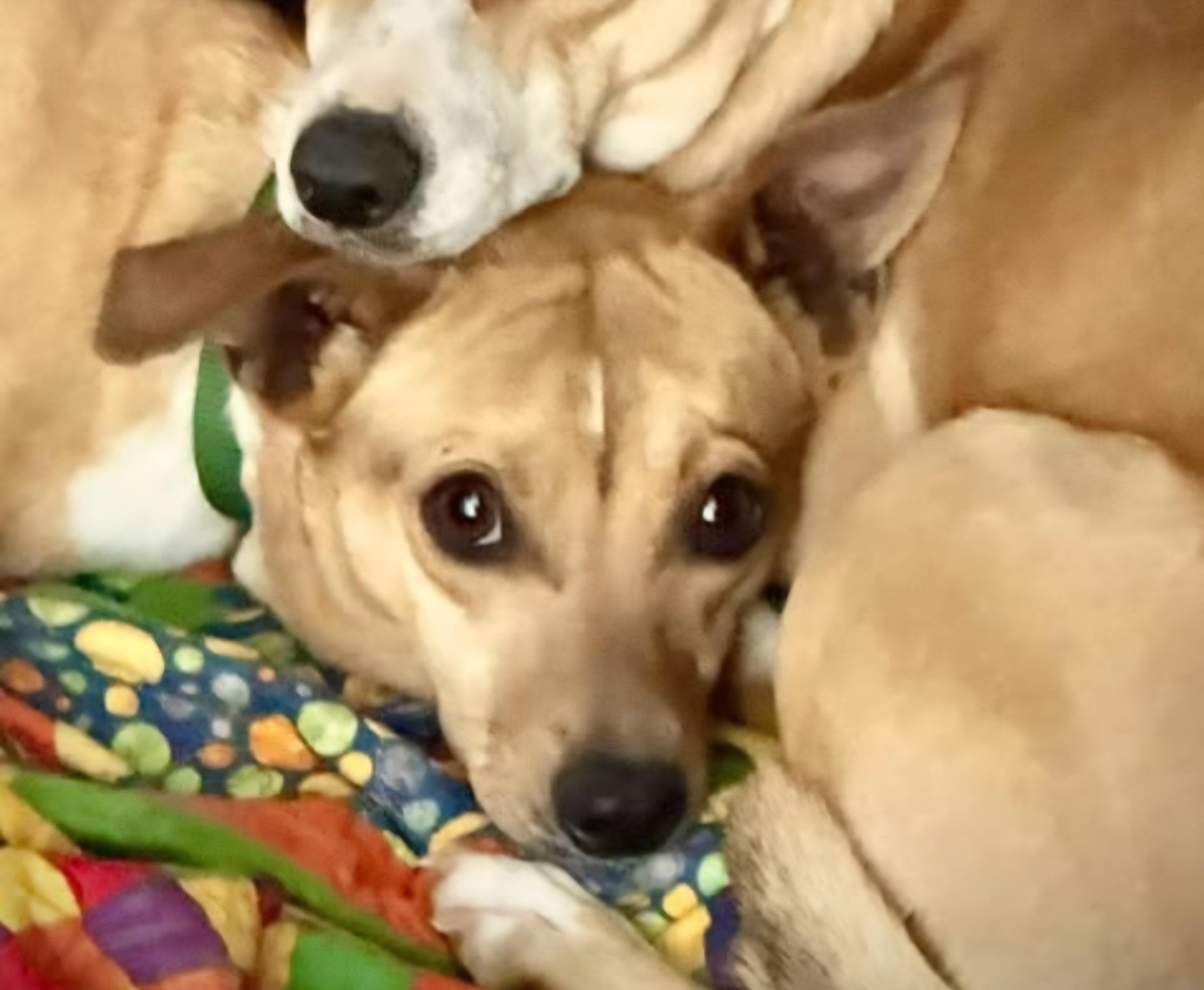 Mr A./ Atticus, ADOPTABLE, Young Male Chihuahua.