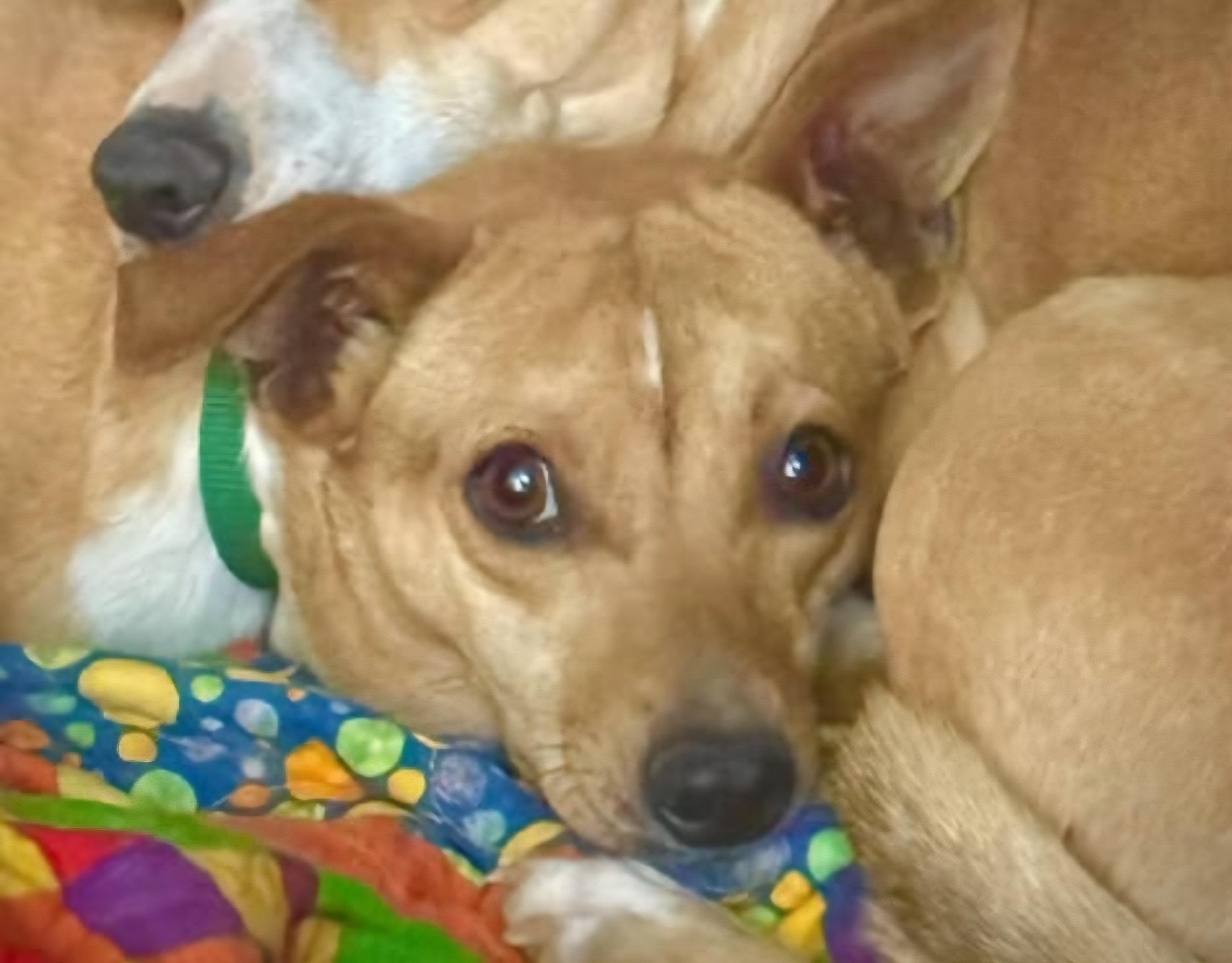 Enlarge Mr A./ Atticus, a ADOPTABLE mixed breed in Tacoma, WA image 2/4