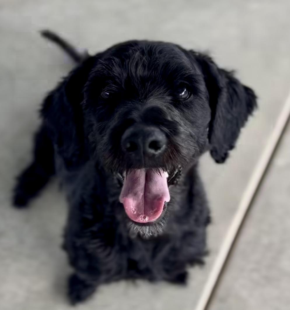 Truman, Adoptable, Young Male Poodle.