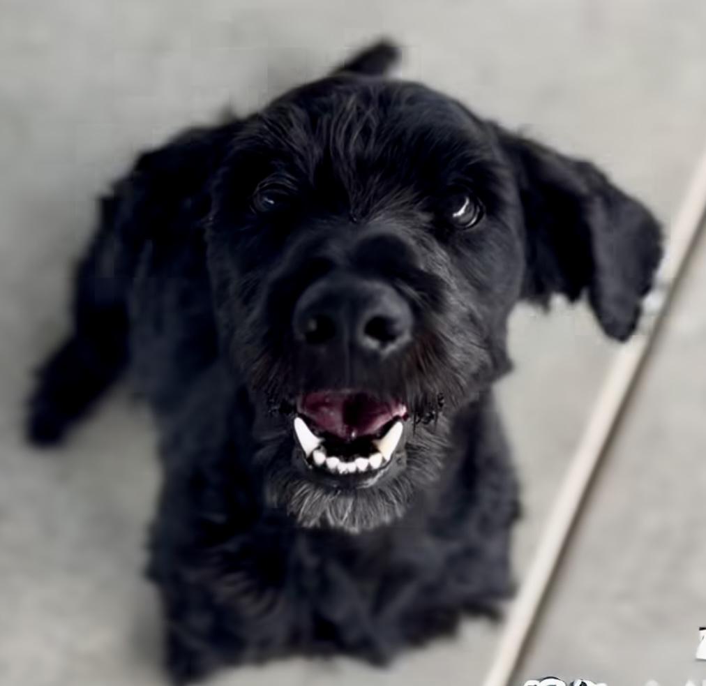 Enlarge Truman, a Adoptable mixed breed in Littlerock, CA image 2/2