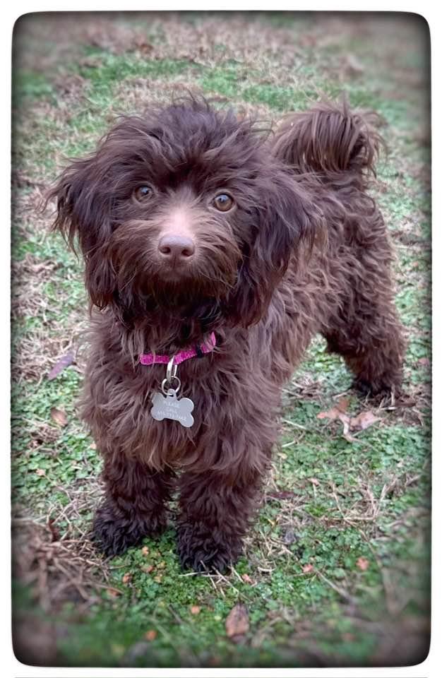 Daisy (has brother listed as Duke), ADOPTABLE, Young Female Poodle.