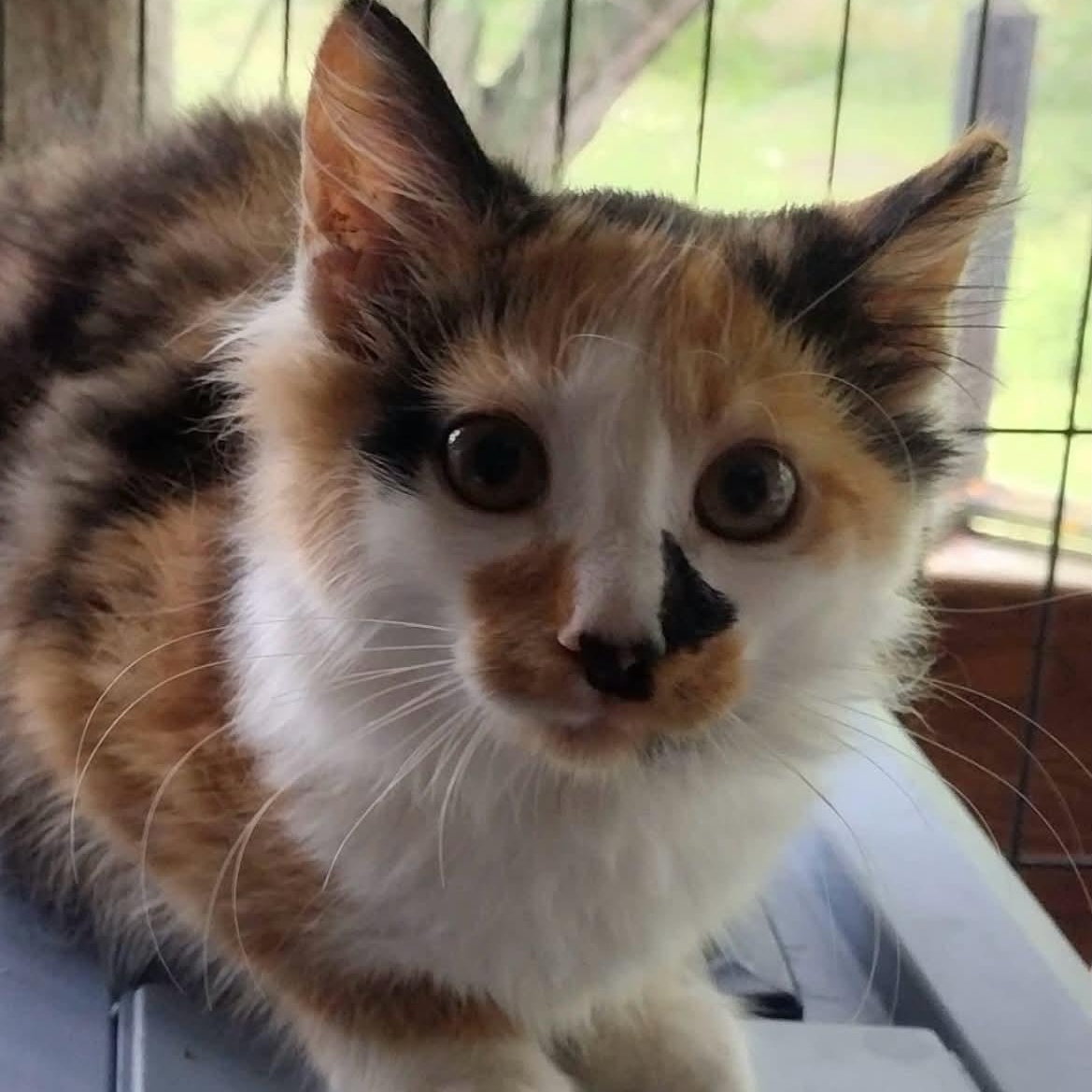 Enlarge Cece - Adopted 9/12/26, a Adopted Calico in Livonia, MI image 2/3