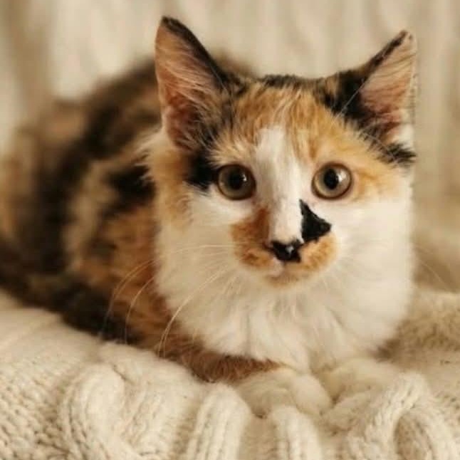 Cece - Adopted 9/12/26, Adopted, Kitten Female Calico.