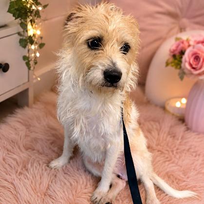 Enlarge Dax - 8 Months ( Avail 8/12), a Adoptable Rat Terrier in Sterling, MA image 1/1