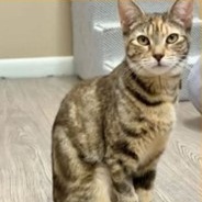 Enlarge Copper, a Adoptable Domestic Short Hair in Hawthorne, NJ image 1/1