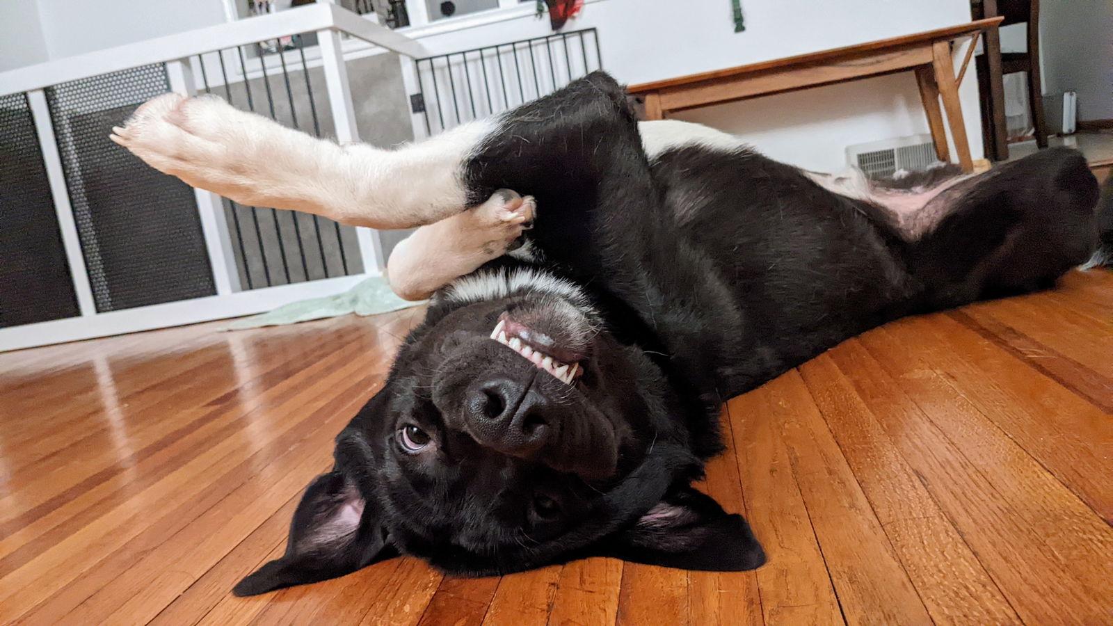 Enlarge Dwight, a Adoptable mixed breed in Minneapolis, MN image 1/3