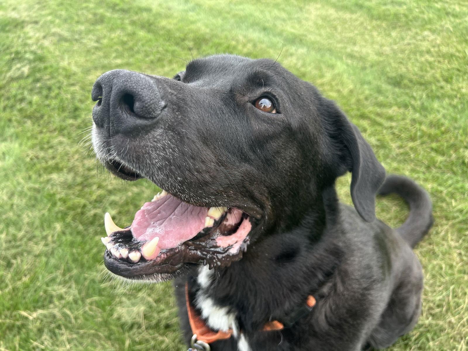 Enlarge Dwight, a Adoptable mixed breed in Minneapolis, MN image 2/3