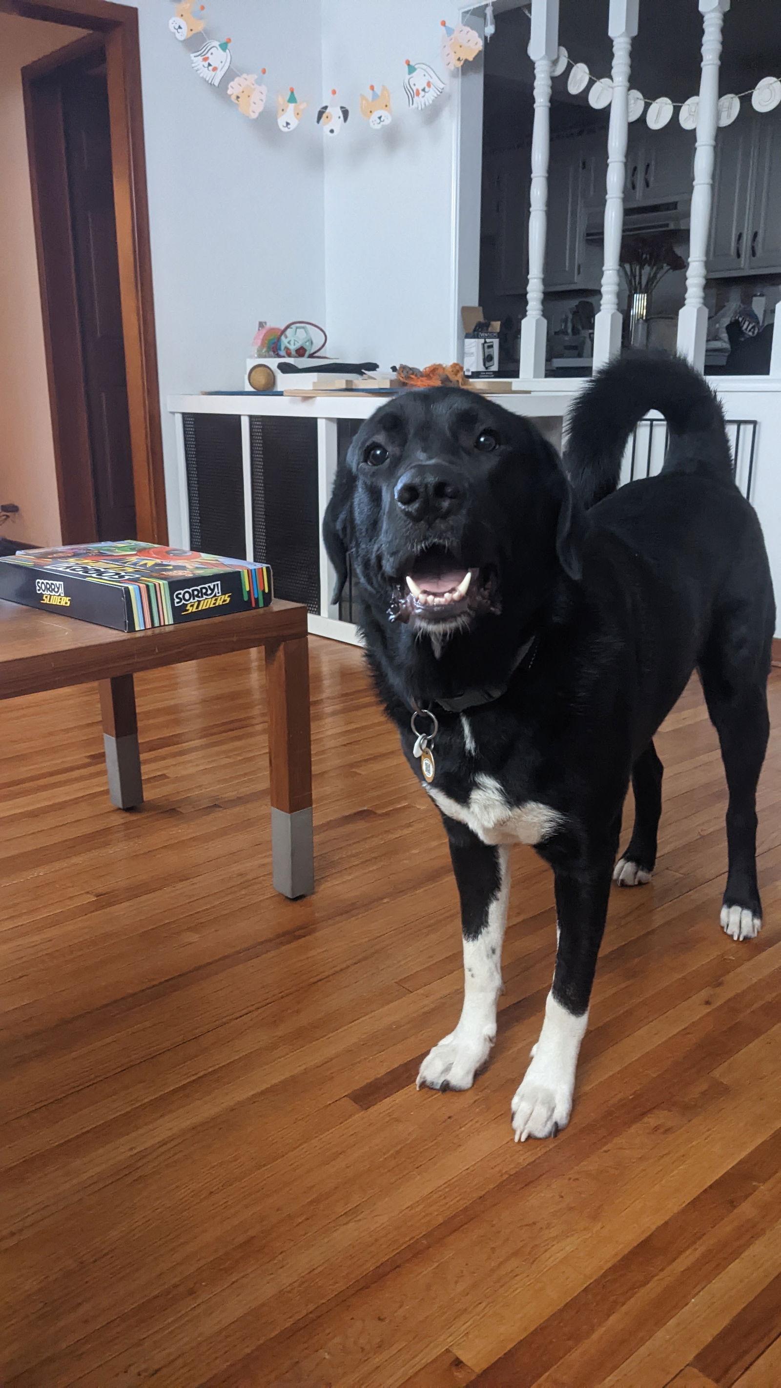 Enlarge Dwight, a Adoptable mixed breed in Minneapolis, MN image 3/3