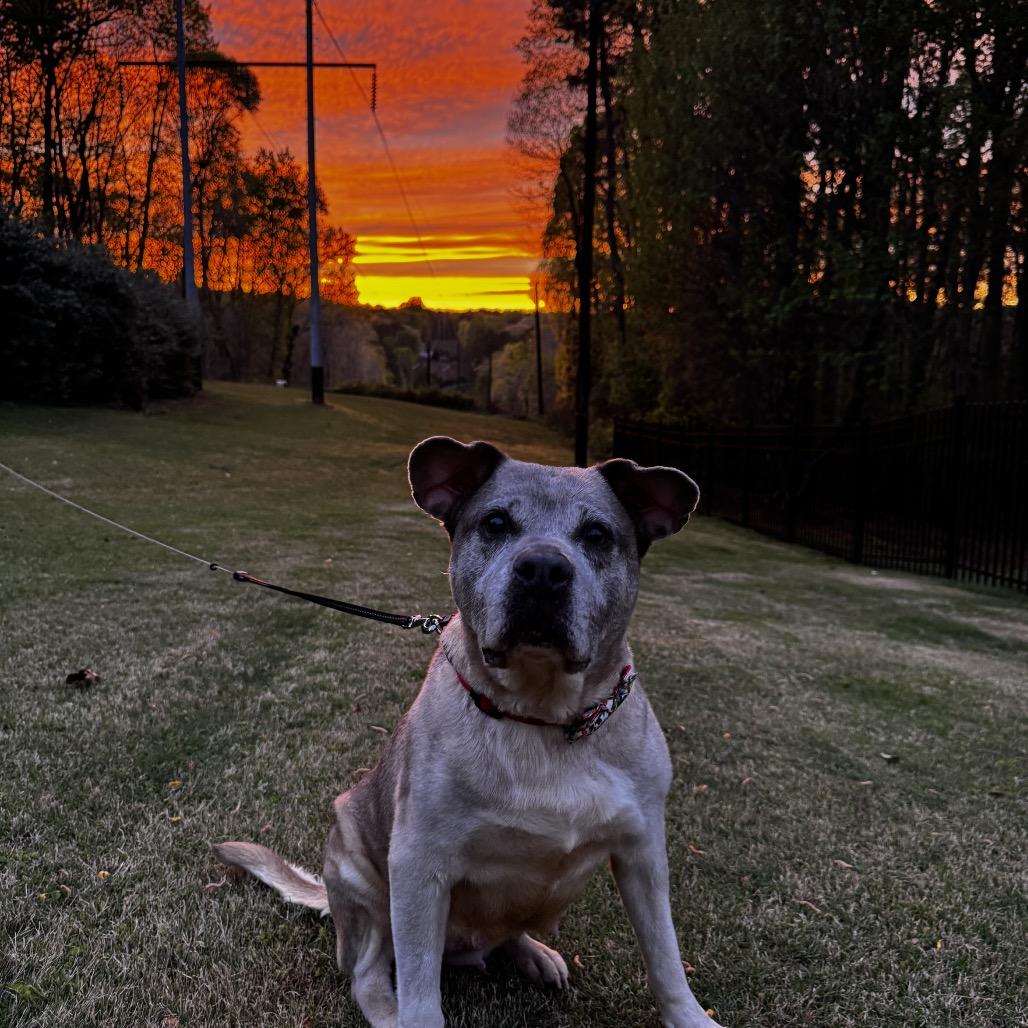 Bluebell, Adoptable, Senior Female Labrador Retriever.