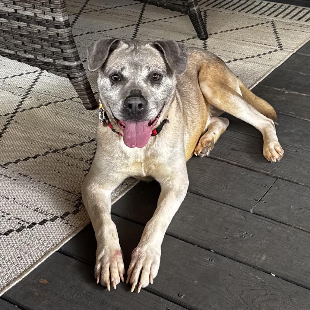 Bluebell, Adoptable, Senior Female Labrador Retriever.